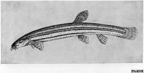 Рыбы Подмосковья - фото 46