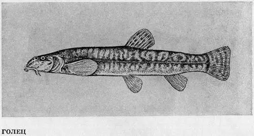 Рыбы Подмосковья - фото 48