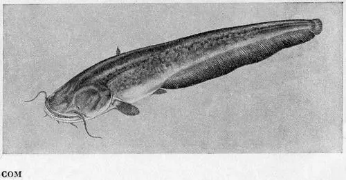 Рыбы Подмосковья - фото 49