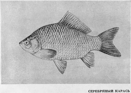 Рыбы Подмосковья - фото 50