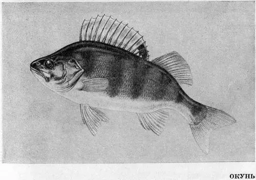 Рыбы Подмосковья - фото 51
