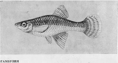 Рыбы Подмосковья - фото 53