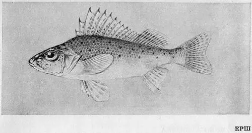 Рыбы Подмосковья - фото 55