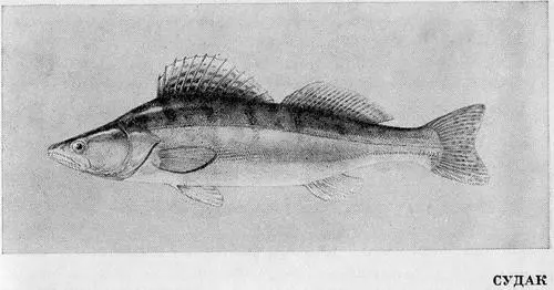 Судак Slizostedio - фото 56