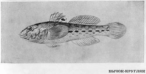 Судак Slizostedion lucioperca По сравнению с окунем и ерш - фото 57