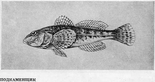 Судак Slizostedion lucioperca По сравнению с окунем и ершом судак имеет - фото 59