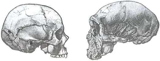 Различия в строении черепа между современным Homo sapiens ЭльХеса Египет - фото 31