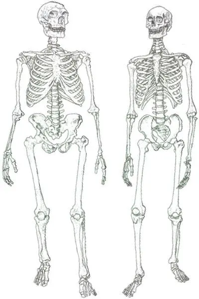 Сравнение композитного скелета неандертальца слева и композитного скелета - фото 34