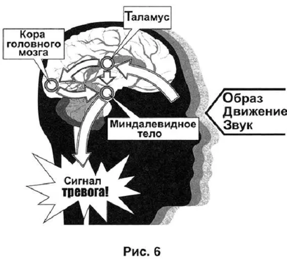 Сигнал от областей мозга проводивших детальный анализ приходит в - фото 6