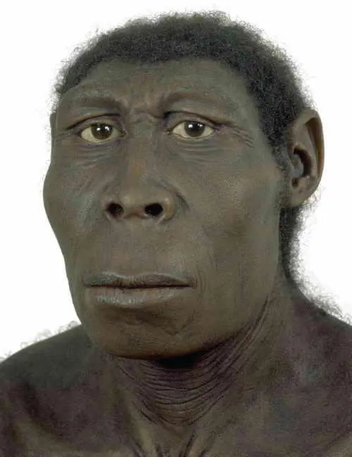 Homo rudolfensis Восточная Африка 2 миллиона лет назад Homo erectus - фото 5
