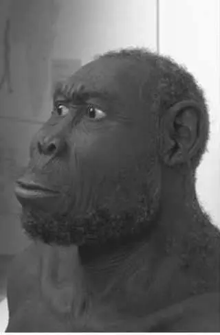 Homo erectus Азия 2 миллиона 50 тысяч лет назад Homo neanderthalensis - фото 6