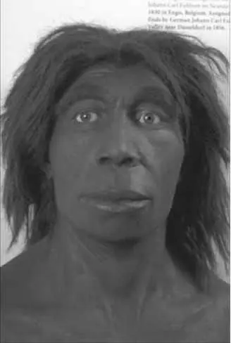 Homo neanderthalensis Европа и Западная Азия 40030 тысяч лет назад ЦЕНА - фото 7