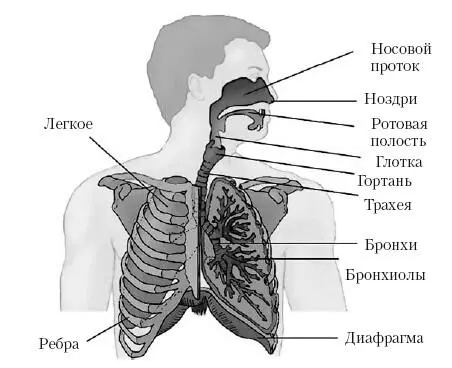 Широкая толстая пластина имеющая форму купола сухожильная в центре и мышечная - фото 6