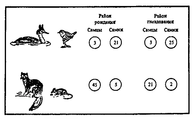 Рис 8Склонность к расселению из района рождения и размножения у птиц и - фото 9