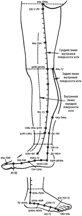 Рис 11 Линии и топография точек на внутренней поверхности ноги Рис 12 - фото 11