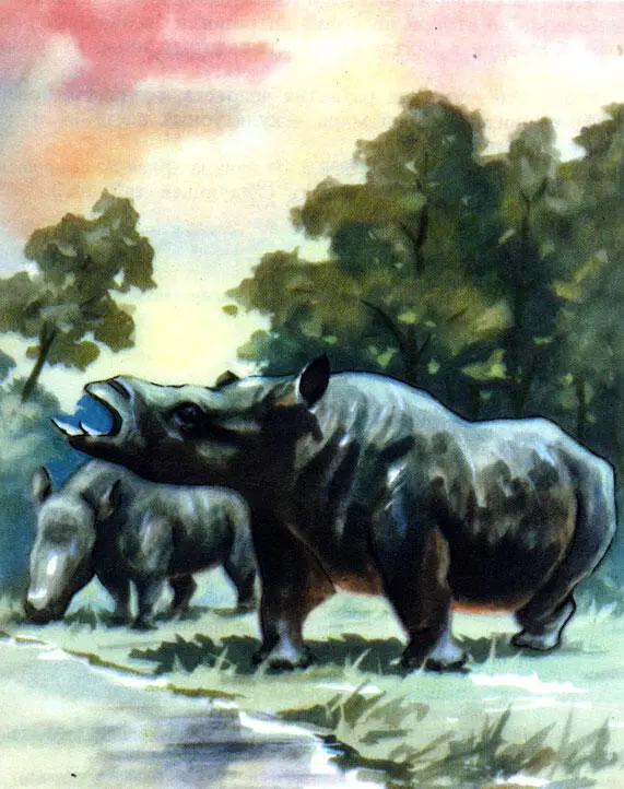 Древнейший безрогий носорог хилотерий Реконструкция К К Флерова - фото 60