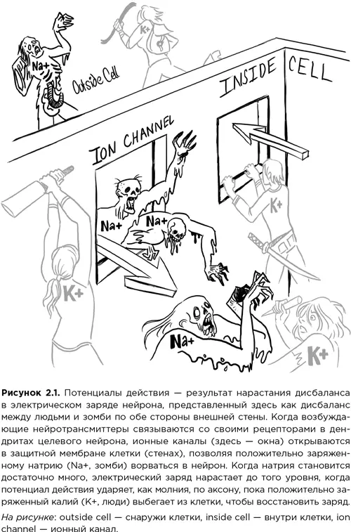 Если вы получите небольшую дозу тетродотоксина все ваши произвольные мышцы - фото 6