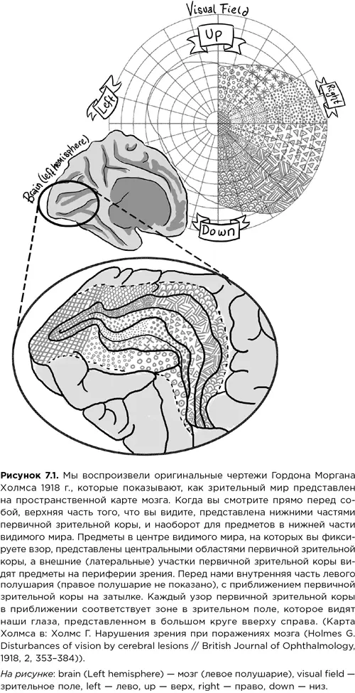 Эта первичная зрительная кора любопытное место в пространственном восприятии - фото 18