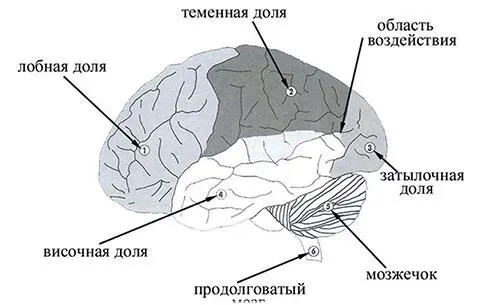 d После восстановления частоты колебаний электрических потенциалов альфаритма - фото 46