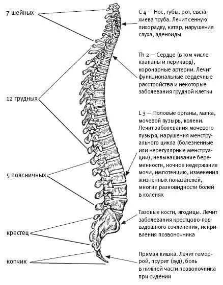 На схемах используемых хиропрактиками показано с какими частями тела связан - фото 16