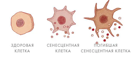 В лаборатории доктора Кампизи проводится целый ряд других исследований - фото 15