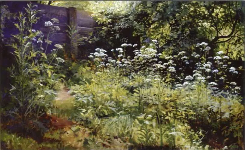 Снытьтрава Парголово 18841885 Мордвиновские дубы 1891 В 18801890е - фото 34