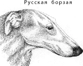 Среди собак удивительно быстры русские и арабские борзые По скорости бега с - фото 45