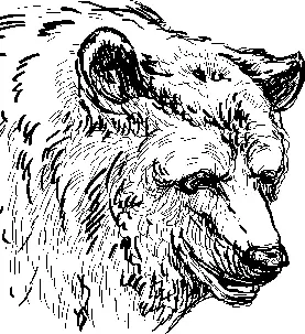 Как живут медведи Семьями Медвежата остаются под материнской опекой до двух - фото 72
