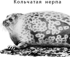 Неужели белые медведи могут бегать и прыгать Несмотря на огромную массу тела - фото 76