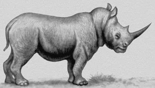 Белый африканский носорог Чёрный африканский носорог Индийский н - фото 234