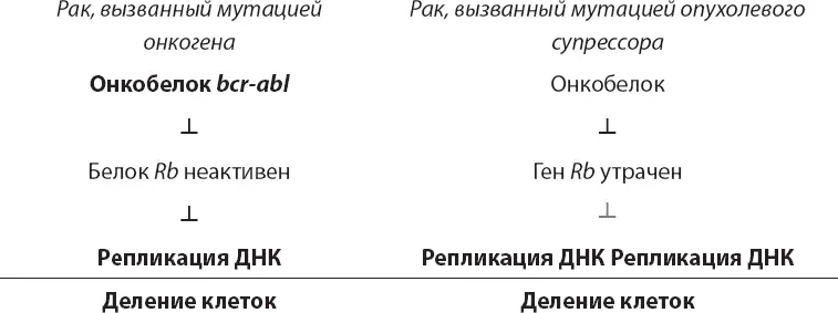 Роль Rb замечательно согласуется с размышлениями Моно и Жакоба которые - фото 30