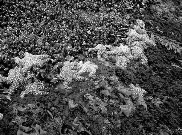 Рис 61 Оранжевая морская звезда Pisaster ochraceus на скалистой литорали - фото 31