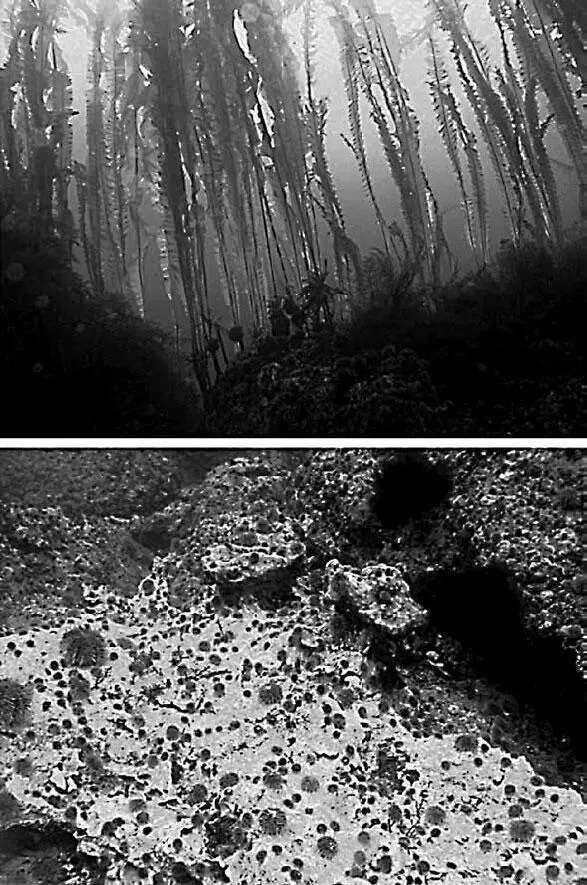 Рис 63 Влияние каланов на морских ежей и водорослевые леса Вверху при - фото 35