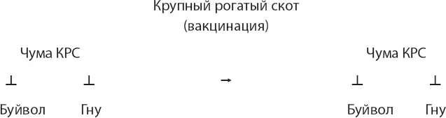 Колоссальное воздействие чумы КРС демонстрирует что не только хищники могут - фото 41