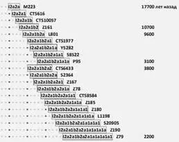 Диаграмма субкладов в сокращении гаплогруппы I2а2аМ223 справа приведено - фото 49