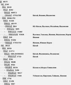 Сокращенная диаграмма субкладов гаплогруппы О по данным ISOGG2016 - фото 75