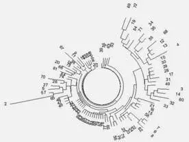 Дерево 87 гаплотипов в 12маркерном формате казахского Проекта FTDNA 47 - фото 99