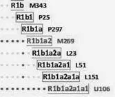 Фрагмент диаграммы субкладов гаплогруппы R1b содержащий цепочку снипов от M269 - фото 126