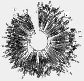 Дерево из 829 гаплотипов субклада U106 в 67маркерном формате к которым - фото 128