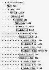 Фрагмент диаграммы субкладов гаплогруппы R1b содержащий цепочку снипов от М343 - фото 130