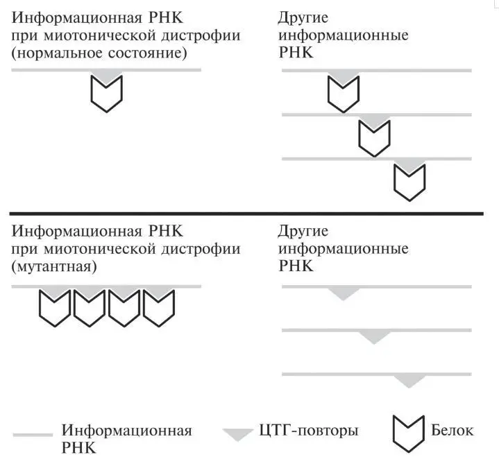 Рис 26 Вверху нормальная ситуация Специфичные белки показаны как - фото 10