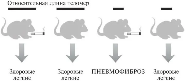 Рис 52Для возникновения пневмофиброза у мышей требуется одновременное - фото 14