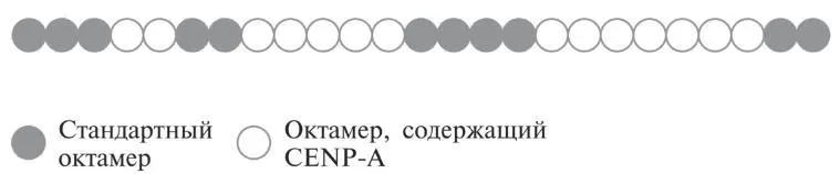 Рис 65Чередование стандартных и CENPAсодержащих гистонных октамеров близ - фото 19