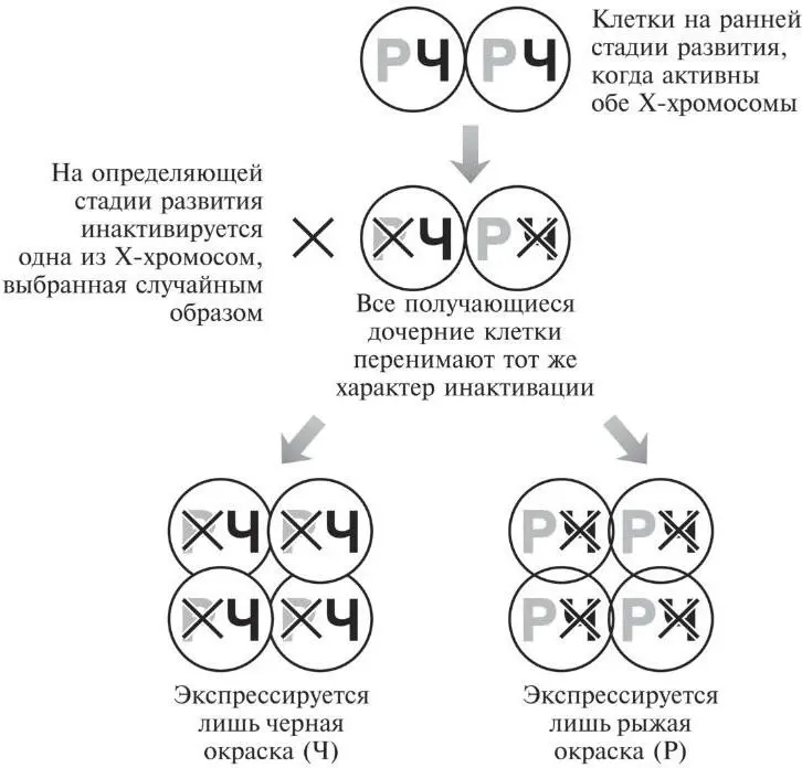Рис 72Схема показывает как появляются пятна рыжего или черного меха у - фото 22
