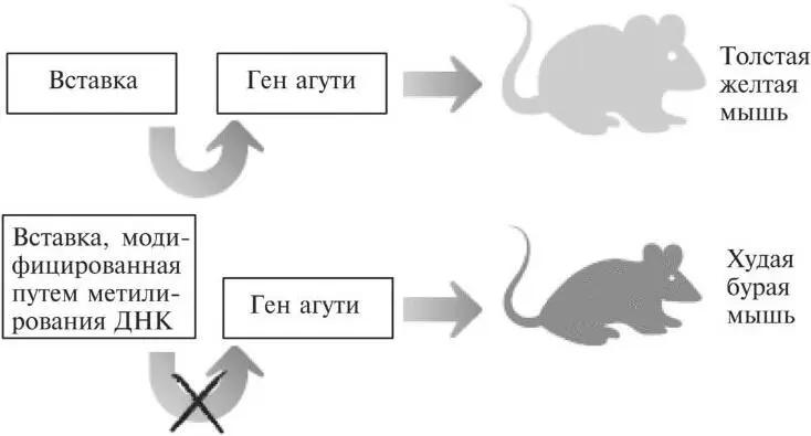 Рис 91 Вверху вставка усиливает экспрессию гена агути что приводит к - фото 24