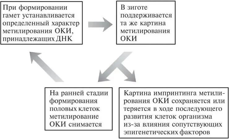Рис 102Циклы метилирования и деметилирования обеспечивают процесс передачи - фото 26