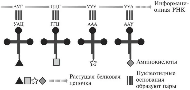 Рис 112По мере того как информационная РНК движется сквозь рибосомы - фото 29