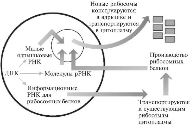 Рис 113Молекулы информационной РНК для рибосомных белков создаются в ядре и - фото 30
