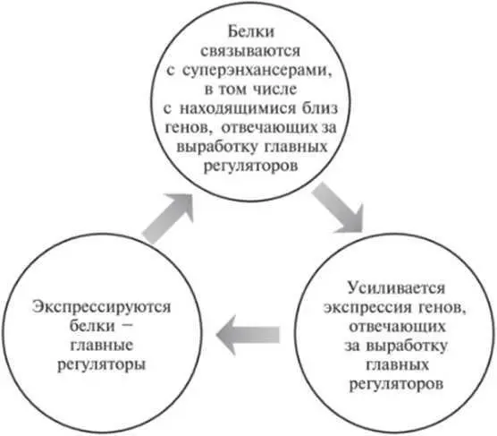Рис 122Цикл с положительной обратной связью поддерживающий высокий уровень - фото 32