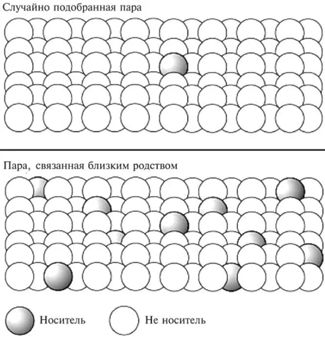 Рис 151Вверху показано что для носителя редкой генетической мутации - фото 44